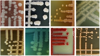 Коллекция культур полезных микроорганизмов