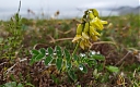 Astragalus umbellatus Bunge