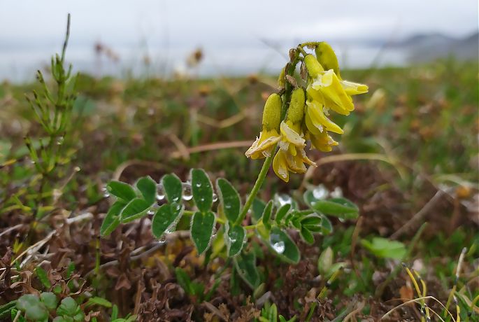 Astragalus umbellatus Bunge